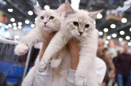 宠物猫衣服汉服怎么洗