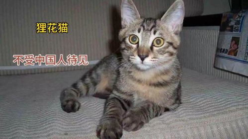 土猫带宠物猫怎么养