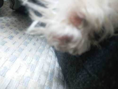 宠物狗的爪子掉了怎么办