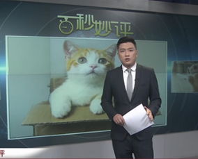 出差怎么携带宠物猫回家
