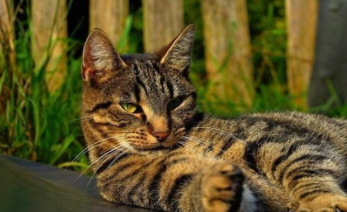 怎么区别野猫和宠物猫