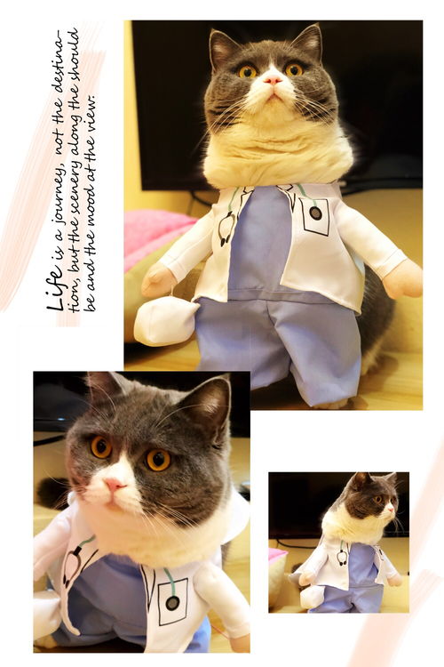 小白怎么选宠物猫