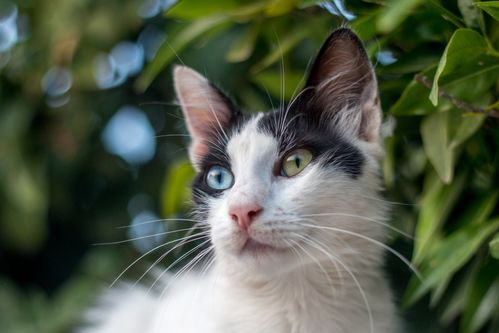 宠物猫突然翻白眼怎么回事