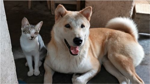 土狗怎么和宠物猫相处