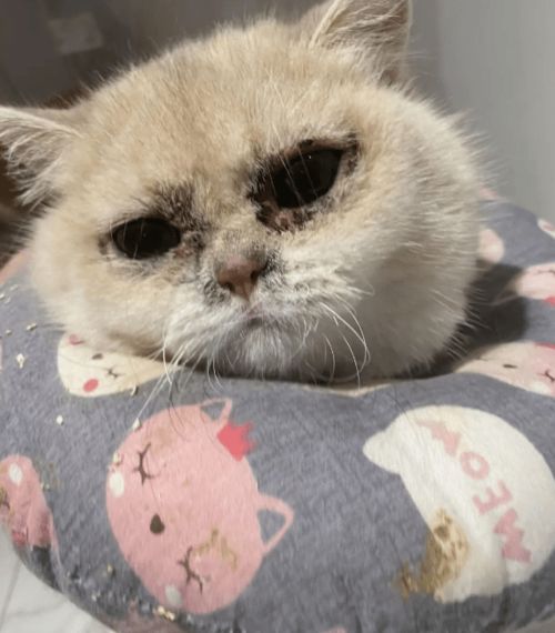 宠物猫病了怎么冶