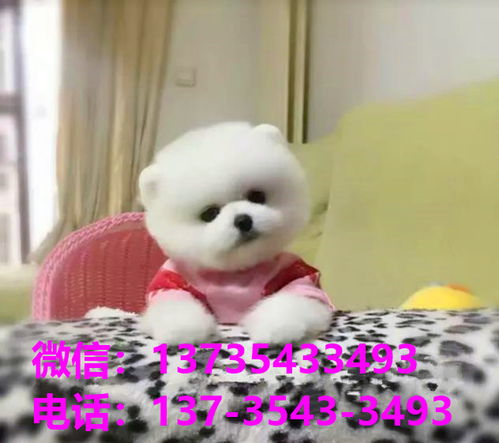 宠物狗买来怎么养起来的