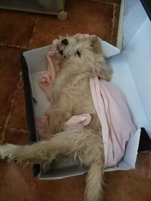 一个小区宠物狗怎么办啊