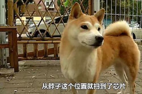 宠物狗丢失在餐桌怎么办