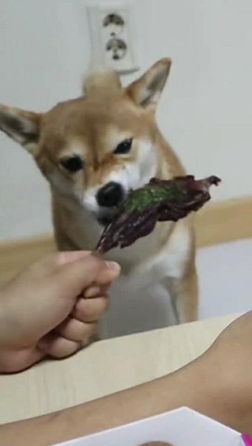 宠物狗鸡腿零食怎么做好吃