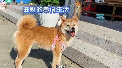 怎么看宠物狗旺财了呢