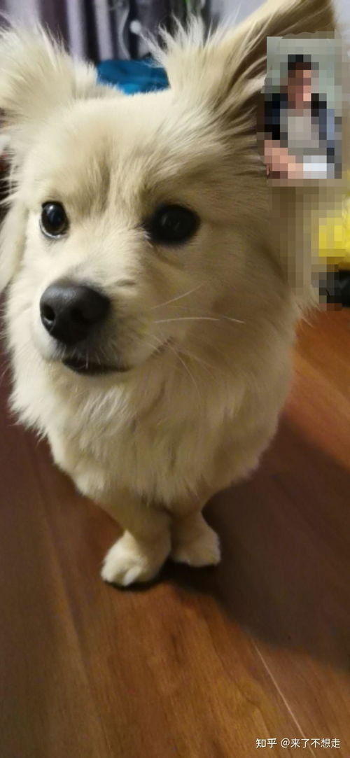 养宠物狗好累啊怎么办呢