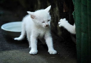 宠物猫土猫干架怎么处理