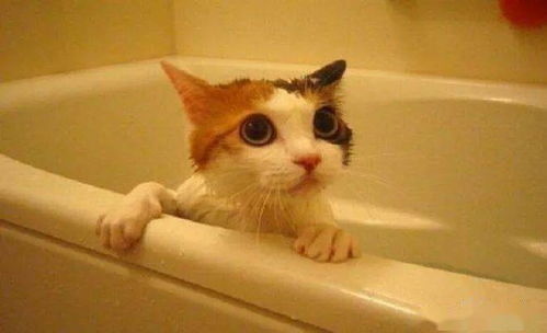 宠物猫在家洗澡怎么洗好