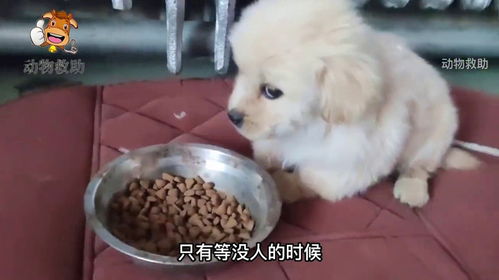 宠物狗害怕到发抖怎么办