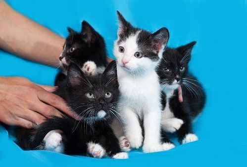 宠物猫大肥猫怎么养活