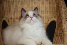北京怎么运送宠物猫