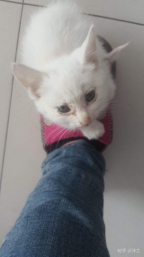 宠物猫一直流眼屎怎么办