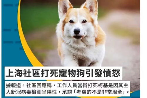 宠物狗当街打架怎么办啊