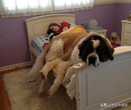 一个人怎么养宠物狗好看