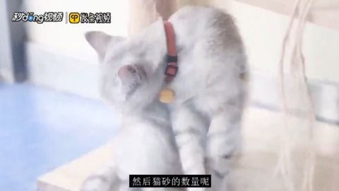 怎么教宠物猫上马桶