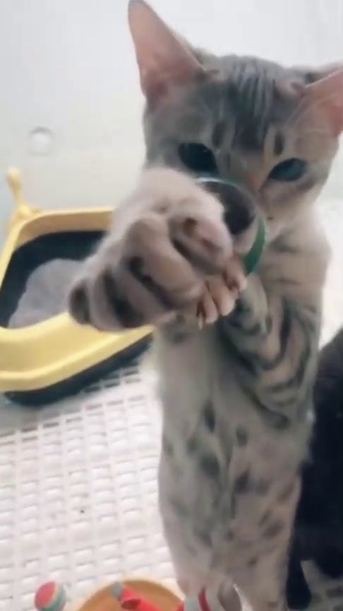 宠物猫怎么陪它玩