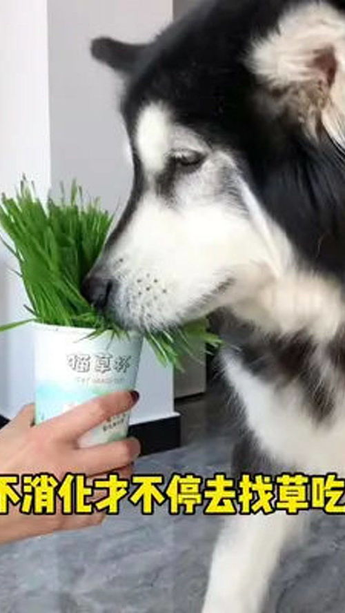 宠物狗老吃草是怎么回事