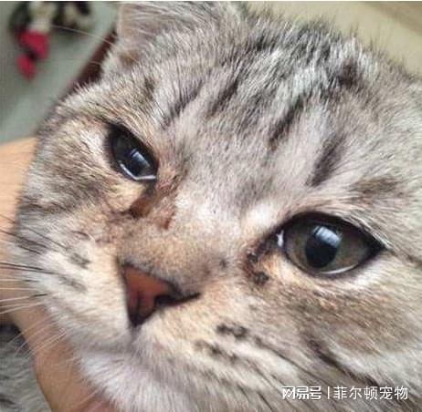 宠物猫回来怎么处理