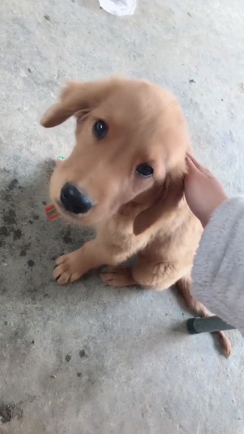 宠物狗跑来家里怎么办呢