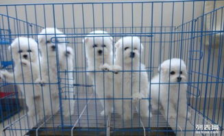 怎么免费领养一个宠物狗