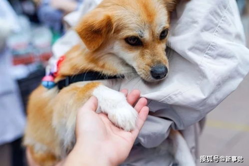 最近领养宠物狗怎么样呀