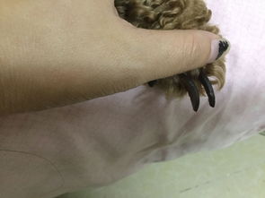 宠物狗指甲血线怎么看
