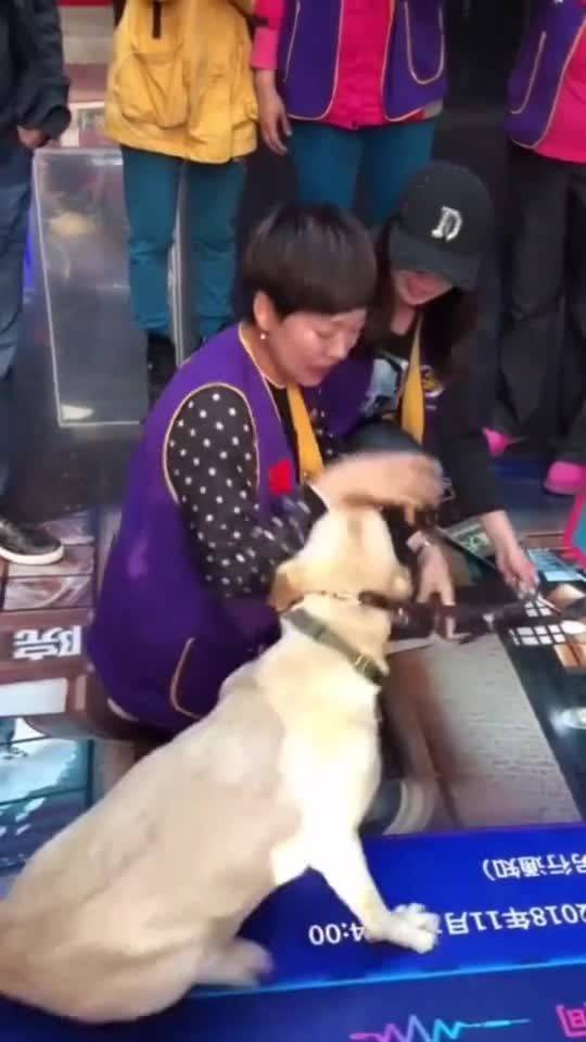 三岁的宠物狗怎么喂养好