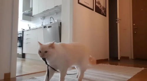 出远门宠物猫怎么养