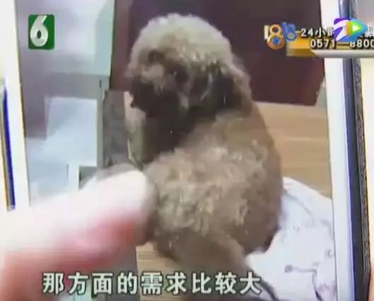 小狗做绝育多少钱