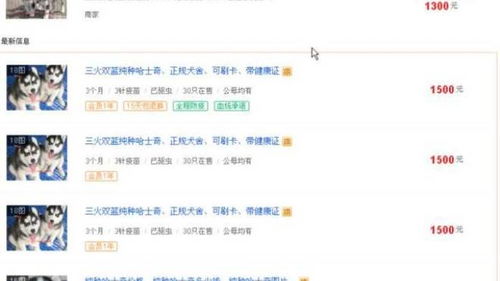 宠物狗怎么做直播赚钱的