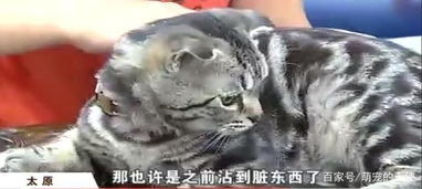 宠物猫丢了好伤心呀怎么办