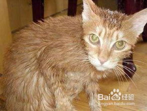 宠物猫冬天长胖怎么办啊