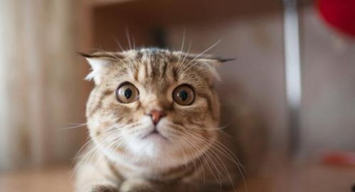 宠物猫怎么表现是上火