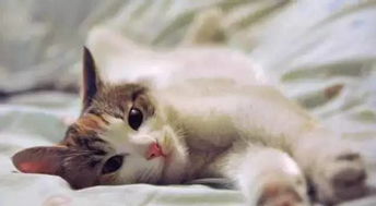 宠物猫在家怎么保暖