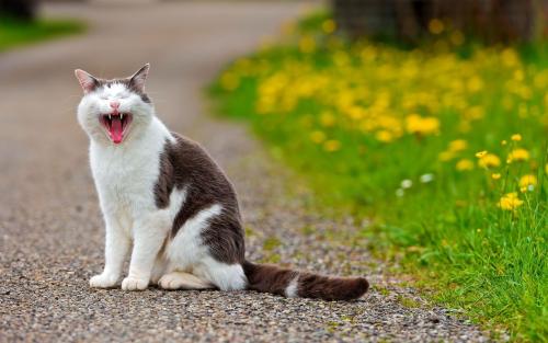 宠物猫怎么长途