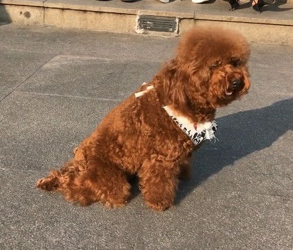 宠物狗装瘸子怎么回事儿