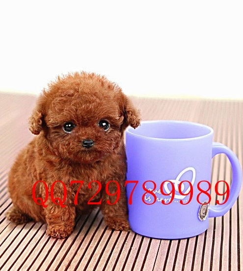 纯种泰迪犬多少钱一只