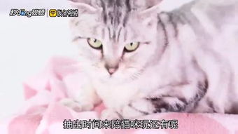 怎么和宠物猫更亲近