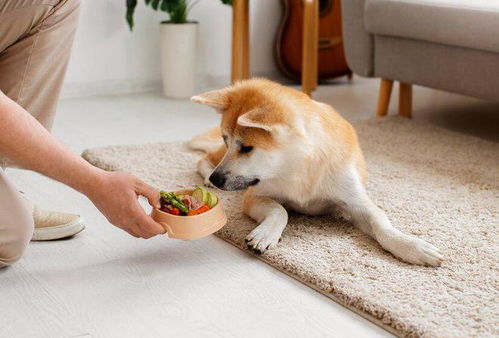 成年狗一天喂多少