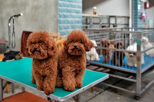 宠物猫在抖音上怎么卖的