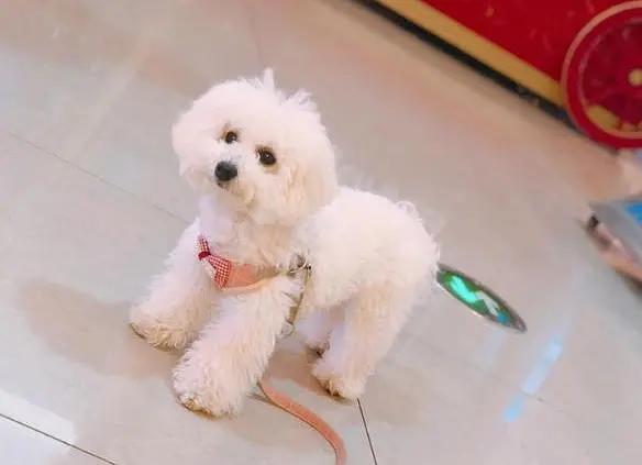 宠物狗毛发很稀怎么办