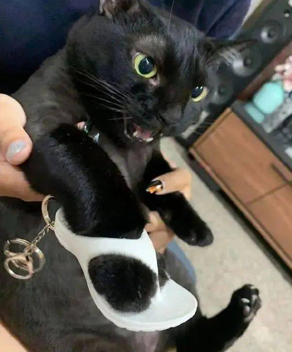 宠物猫钥匙扣怎么用