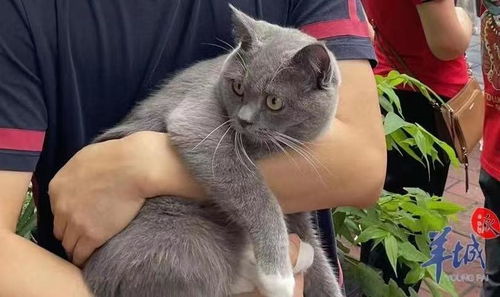 日韩服怎么买宠物猫