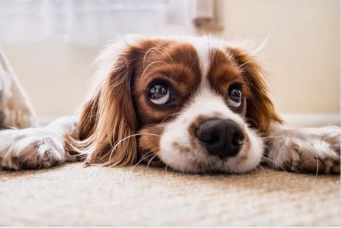 宠物狗会掉毛吗怎么办