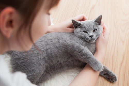 怎么运送宠物猫